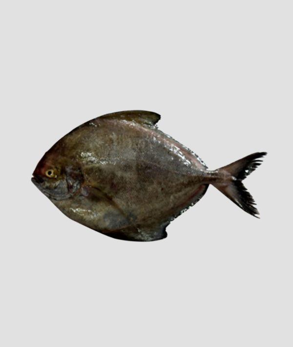 MK Premium Frozen Fish Black Pomfret