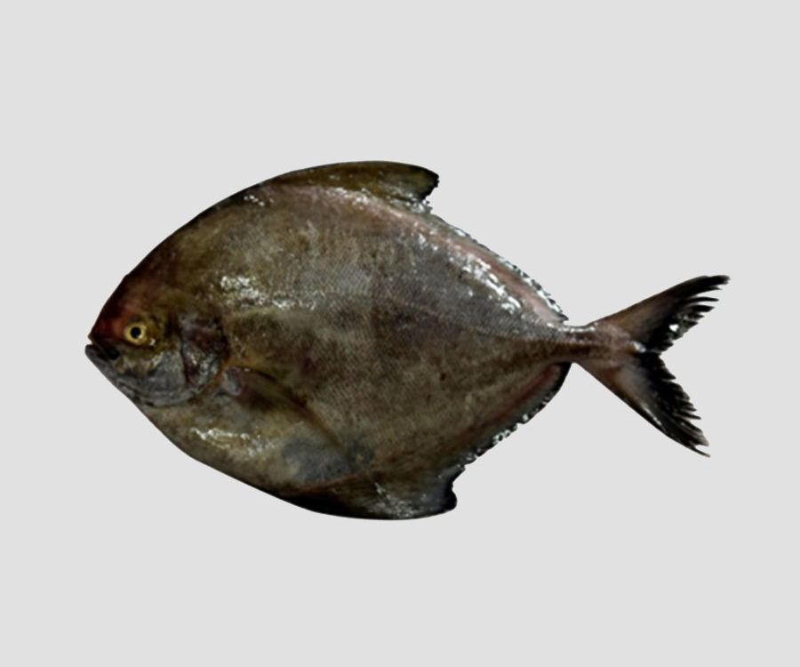 MK Premium Frozen Fish Black Pomfret