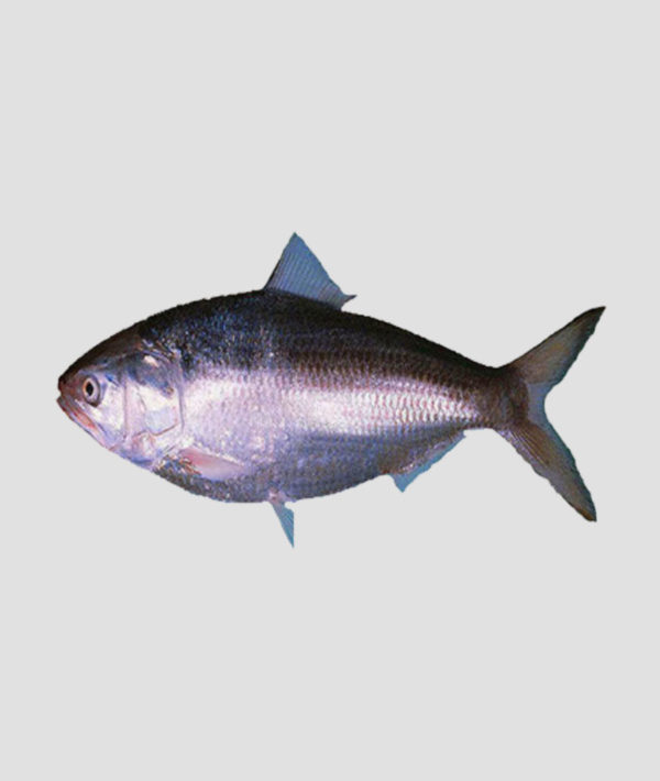 MK Premium Frozen Fish Hilsa