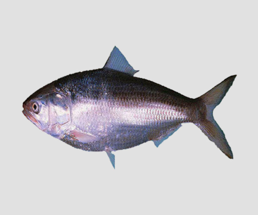 MK Premium Frozen Fish Hilsa