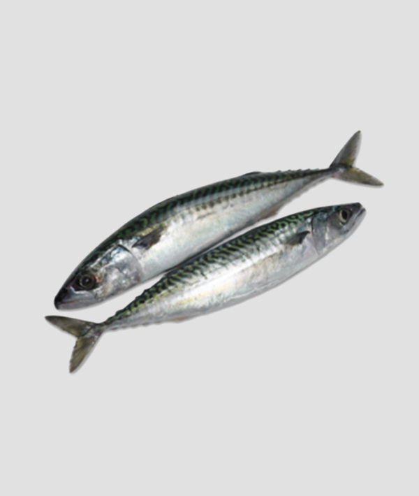 MK Premium Frozen Fish Mackeral