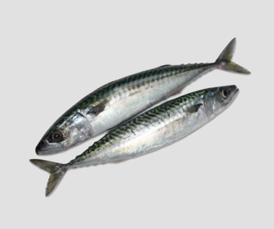 MK Premium Frozen Fish Mackeral